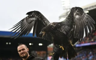 Peta Urges Crystal Palace to Retire Live Eagle Mascot Phoenix
