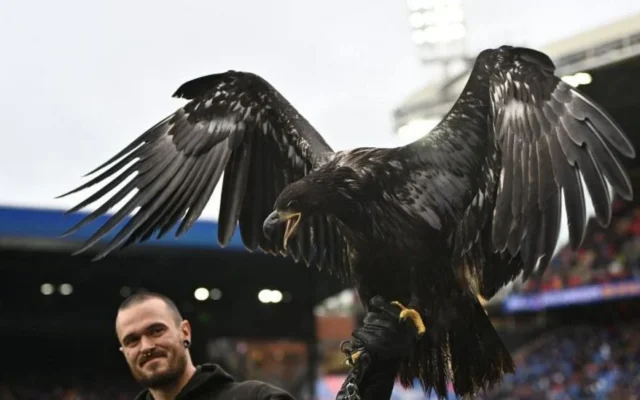Peta Urges Crystal Palace to Retire Live Eagle Mascot Phoenix