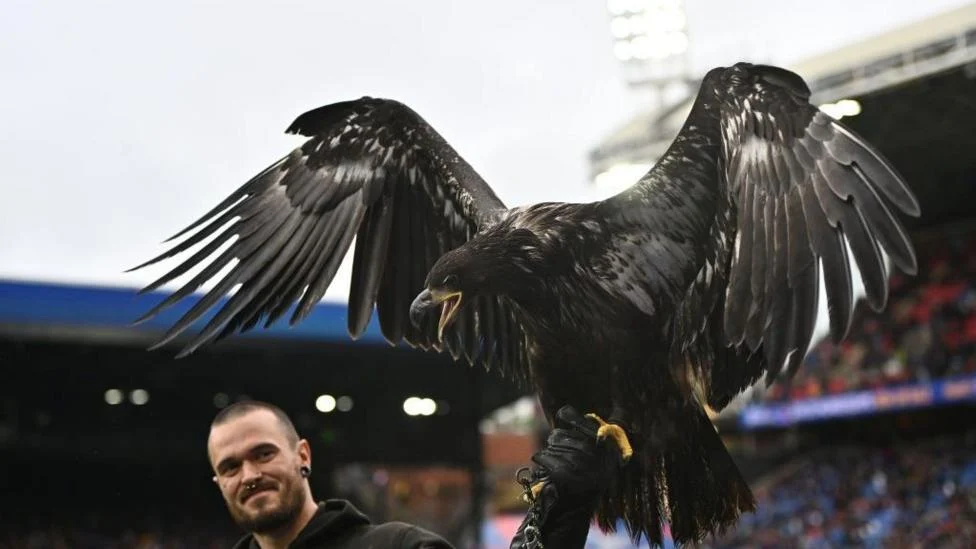 Peta Urges Crystal Palace to Retire Live Eagle Mascot Phoenix